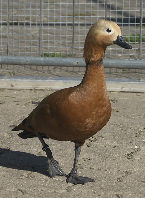 塑造